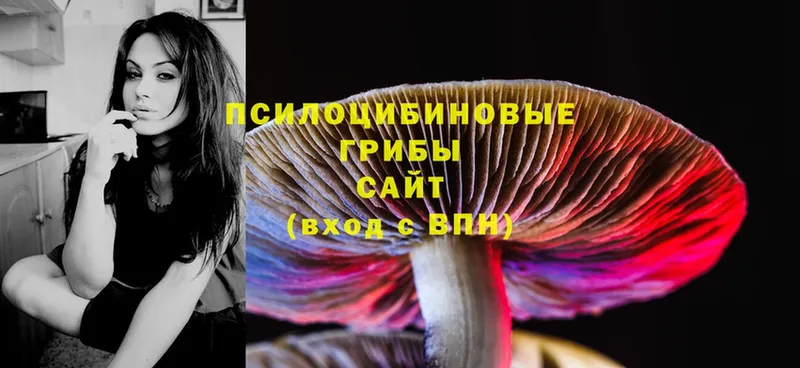 как найти закладки  Кимовск  Псилоцибиновые грибы Psilocybe 